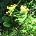 Primula veris L. s.str.<br />Primulaceae<br /><br />Primula odorosa.<br />Primevère du printemps.<br />Gewoenliche Frühlings-Schlüsselblume.