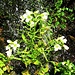 Nasturtium officinale R. Br.<br />Brassicaceae<br /><br />Crescione d'acqua.<br />Cresson d'eau.<br />Echte Brunnenkresse.