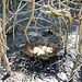 golden eggs