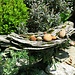 Jardin Instinctif