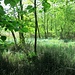 ein guter Pfad führt durch das Naturschutzgebiet