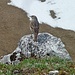 Ein Vogel hat sich am Roßstein auch ablichten lassen.