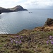 Blick über die Baia d'Abra zum Pico do Furado. In der Bucht eine Fischzucht (Doraden), im Vordergrund die jetzt allgegenwärtige Madeira-Levkoje (Matthiola maderensis), ein Endemit Madeiras
