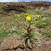 Drüsige Andryala (Andryala glandulosa)