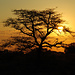 Sundowner I