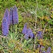 Der "Stolz von Madeira", die endemischen Natternköpfe, bis 2 Meter hoch (Echium candicans)