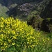 Nochmals Curral das Freiras, mit Ginster im Vordergrund