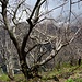 Im Kastanienwald, auch sie warten auf wärmere Tage!