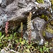 Echter Venusnabel (Umbilicus rupestris)
