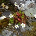 Saxifraga maderensis, wie so viele andere Pflanzen ein Endemit