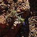 Wildblumen kämpfen mit dem Wassermangel