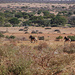 Flüchtende Zebras