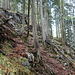 Gelegentlich steht Hauptdolomit im Wald an.