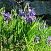 wunderschön blühende Iris