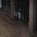 dunkler Waldpfad im Abstieg nach Oberammergau