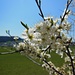 Blühende Schlehe (prunus spinosa)