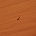 Wüsteneidechse, taucht bei Gefahr im Sand unter