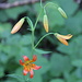 Sierra Tiger Lily (Lilium parvum)