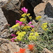 Wonderful flora colors: Paint Brush (front), Sulphur Flowers (middle, Eriogonum umbellatum) and Mountain Pride (back, Penstemon newberryi)