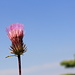Thistle and the blue sky
