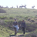 The Tule Elk are used to the many hikers