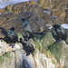 More cormorants