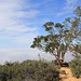 A few eucalyptus trees, the only shade in the upper half of the hike