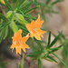 The sticky or orange bush monkey-flower (Mimulus aurantiacus)