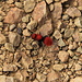 Velvet Ant <br />(despite its name it is a species of wasps)