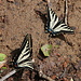 Two Swallow Tail Butterflies