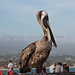 Pelican at the Santa Barbara Pier
