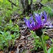 Eine Bergflockenblume (Centaurea montana)