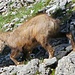 gezoomte Gams