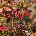 Beeren des Berberitzenstrauchs (Berberis vulgaris). Essbar, auf Trockenreis nicht nur dekorativ, sondern auch sehr schmackhaft.