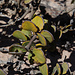 Talerstrauch (Zygophyllum stapffiii): Die Blätter richten sich nach dem Sonnenstand und minimieren so die Verdunstung der kostbaren Feuchtigkeit.