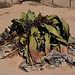 Welwitscha mirabilis, diese Pflanze dürfte etwa 1500 Jahre alt sein