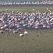 Tausende von Flamingos