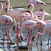 Wieder bei den Flamingos