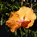 Könnte ein Wilder Hibiskus sein