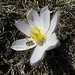 Frühlings-Anemone (Pulsatilla vernalis)