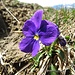 Langsporniges Stiefmütterchen (Viola calcarata)