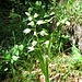 Langblättriges Waldvögelein (Cephalanthera longifolia)