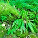 Detail der Vegetation in der Wolfsschlucht.