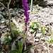 Erste blühende Orchidee auf der "Holi Flue".