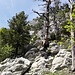 Im Aufstieg zum Grat und zum "Hinteren Brandberg".