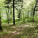 Frühlingswald auf dem Grat oberhalb von Welschenrohr.