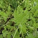 Breitsame (Orlaya grandiflora)