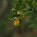 Berberitze / Sauerdorn (Berberis vulgaris)