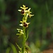 Kleine Spinnenragwurz (Ophrys araneola)?