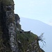 Ein Rudel Gämsen auf einem Felsvorsprung